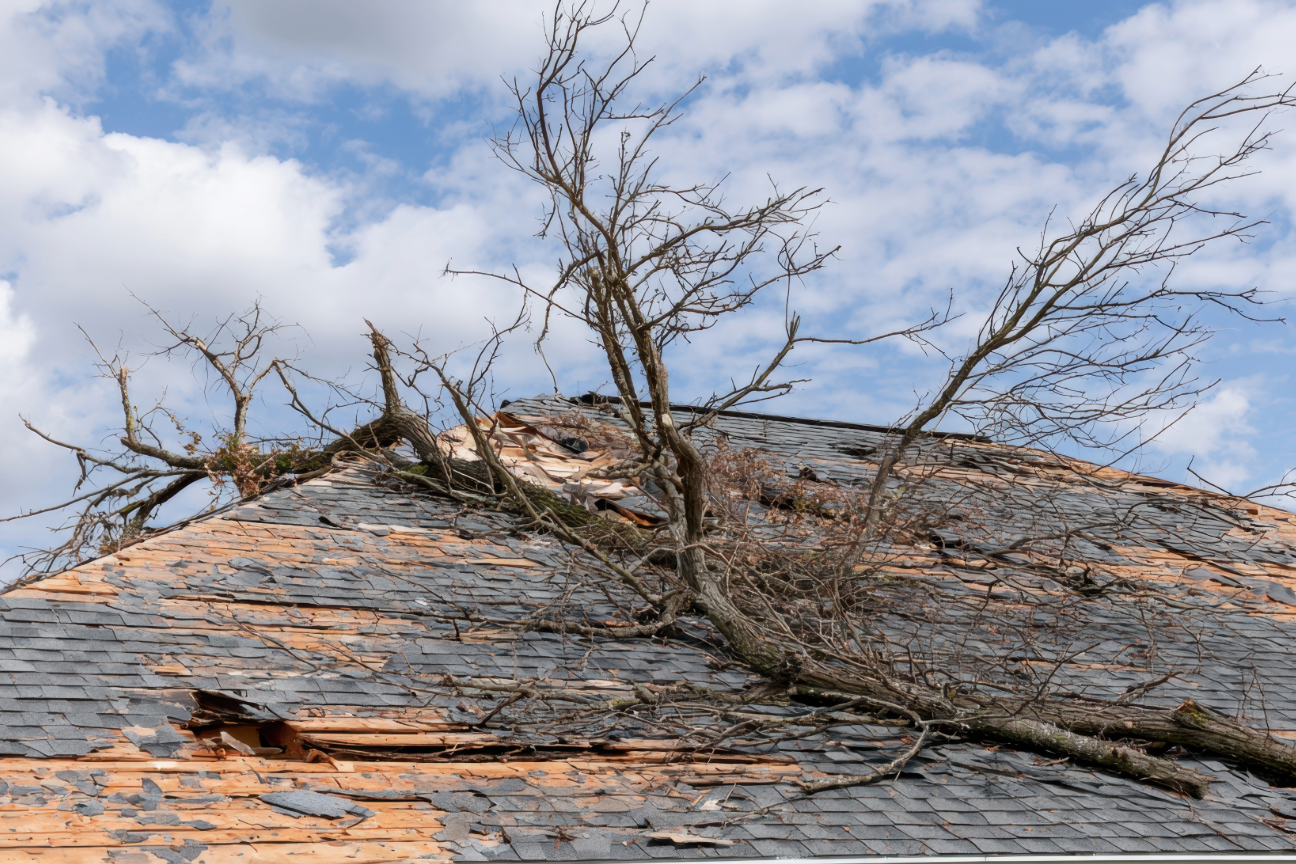 tree on roof with broken tiles